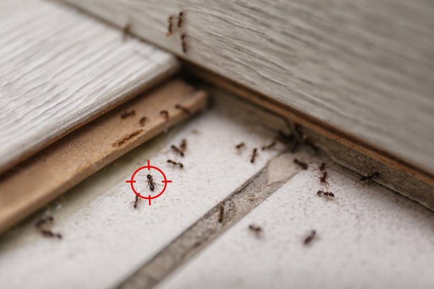 Best Insect Control  in Presquille, LA