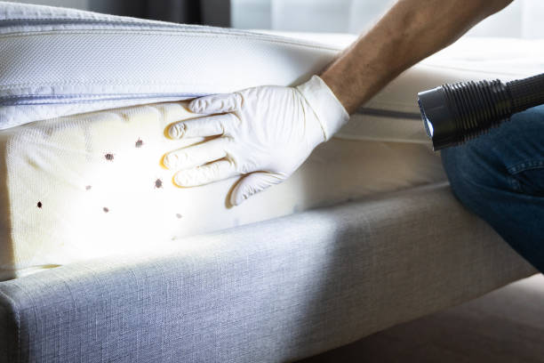 Best Bed Bug Extermination  in Presquille, LA
