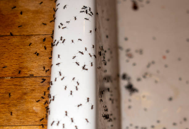 Best Mosquito Control Services  in Presquille, LA