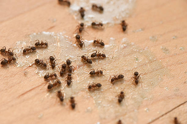 Best Pest Prevention Services  in Presquille, LA