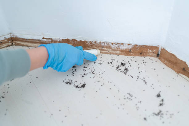Best Best Pest Control Companies  in Presquille, LA
